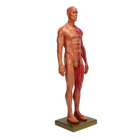 Riousery 11.8 Inches / 30 cm Resin Male Musculoskeletal Structure Sculpture Body Model Anatomical Model For Anatomy Artists Medical Study Reference And Teaching Education Tool [cite: 7]