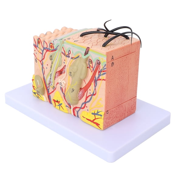 Riousery 35X Enlarged Anatomical Skin Model 3D Dimensional Human Skin Teaching Aids Model for Cosmetology Biology Anatomy Study