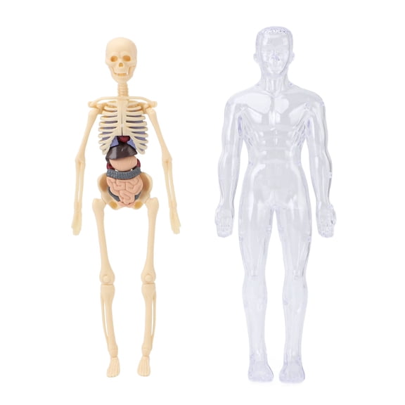 Riousery Human Body Model for Kids, 11-inch / 28 cm Interactive Anatomy Study Tools with Removable Organs and Skeleton Bones, Educational STEM Kit for Medical Students and Children