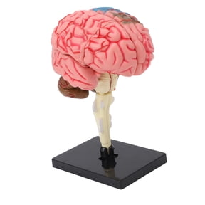 Riousery Human Brain Anatomical Model Neuroanatomy Structure Teaching Tool with Base for Education Display 9.45 inches