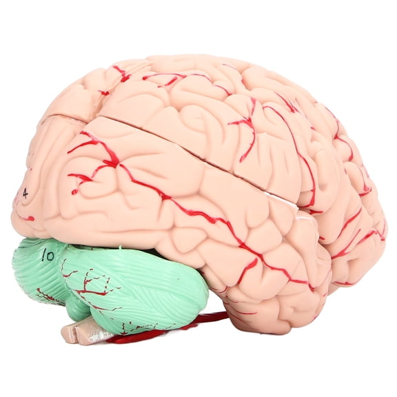 Riousery Human Brain Anatomy Model for Kids and Neuroscience Study, 3D Detachable Skull Dedicated Mold for School and Home Education, PVC Material, Includes Manual