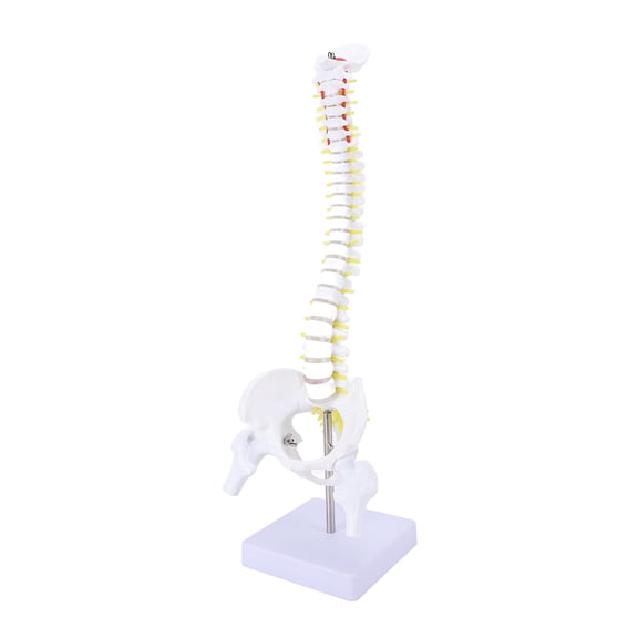 Riousery Life Size Spinal Cord Model 3D Realistic Human Flexible Spine Model with Stand for Science Study Anatomy Education, 40 Inches / 101.6 cm