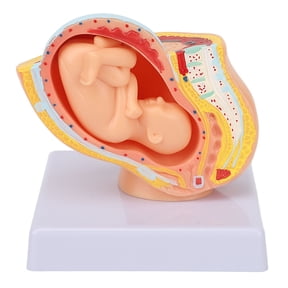Riousery Pregnant Woman Anatomical Pelvis Removable 9 Months Baby Fetus Model for Teaching Aid Medical Study