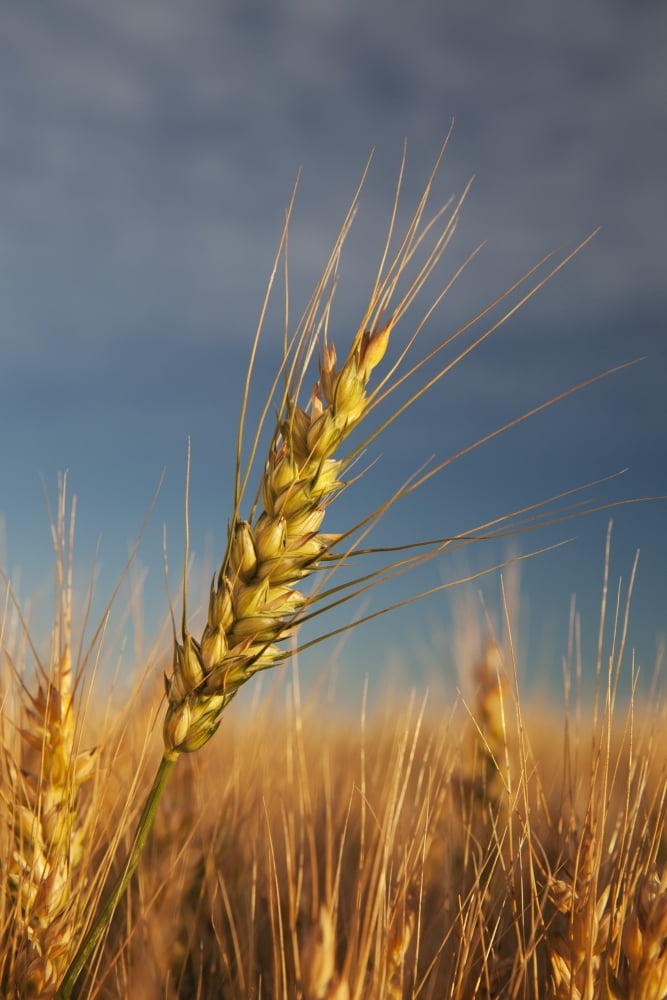 Ripe Wheat Head At Sunrise Alberta Canada Canvas Art - Michael Interisano Design Pics (24 x 38)