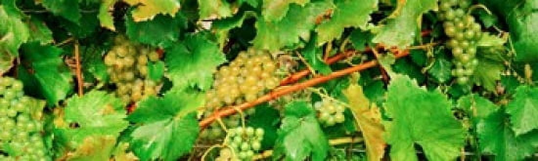 Ripe green grapes on the vine Quebec Canada Canvas Art - Panoramic Images (15 x 5)