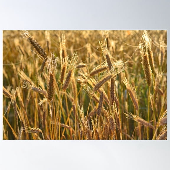 Ripening Wheat Field Poster Wall Art, Modern Wall Decor For Living Room Bedroom, 8x12 UNFRAMED