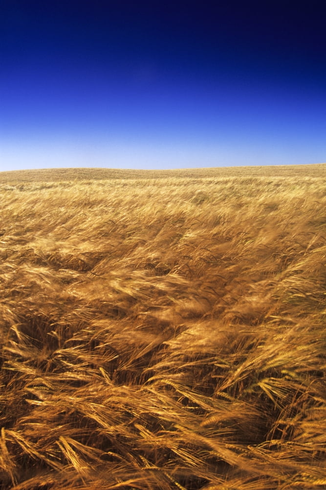 Ripening Wind-Blown Barley Tiger Hills Manitoba Canvas Art - Dave Reede Design Pics (22 x 34)