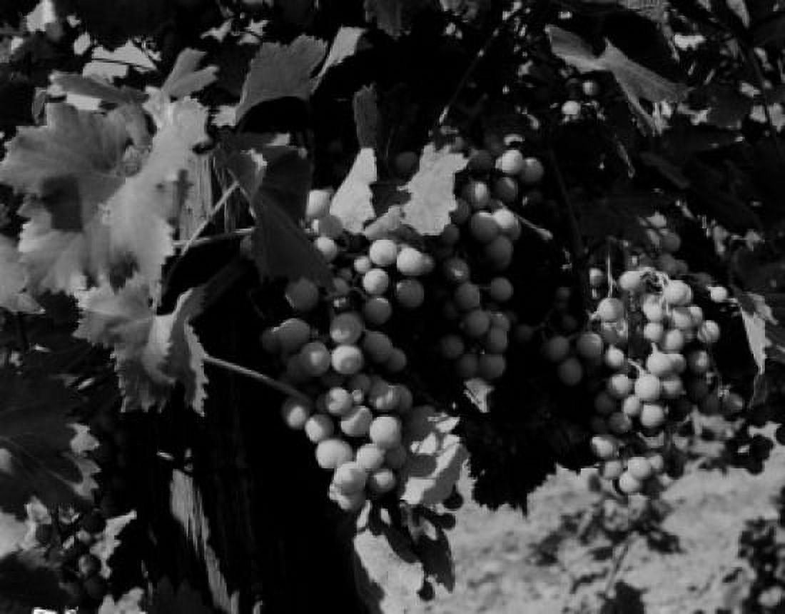 Ripes of grapes Canvas Art - (24 x 36)