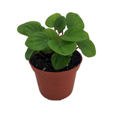 Ripple Chinese Money Plant-2.5" Pot-Peperomia Rana Verde