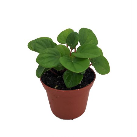 Ripple Chinese Money Plant-2.5" Pot-Peperomia Rana Verde