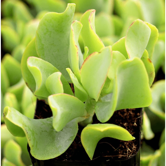 Ripple Jade Plant Live for Planting - Silver Dollar Jade Plant - Crassula Arborescens Undulatifolia Plant - Wavy Plant - 2 Inch pot