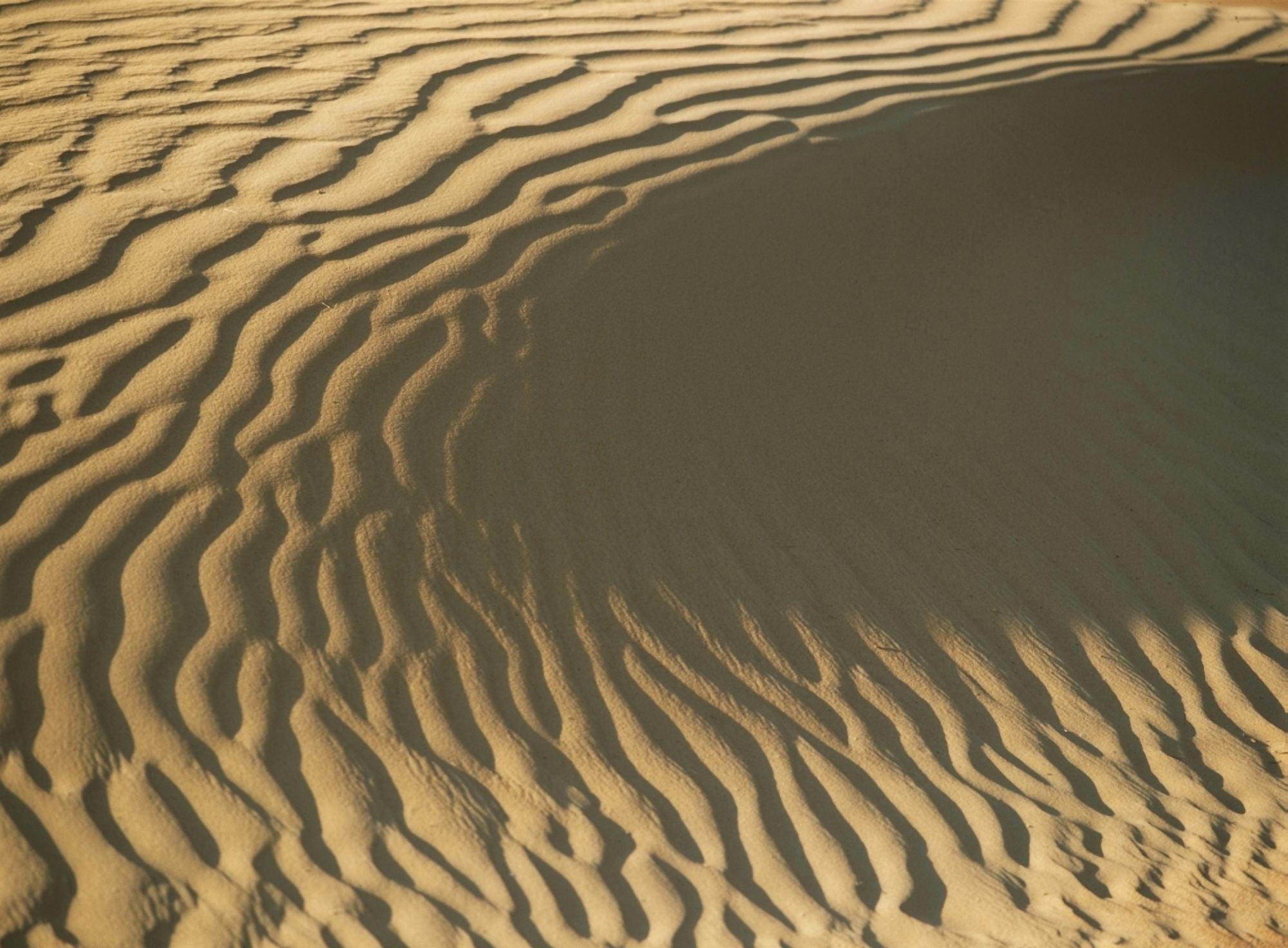 Ripples In Sand Dune Close Up Canvas Art - Ian Cumming Design Pics (36 x 26)