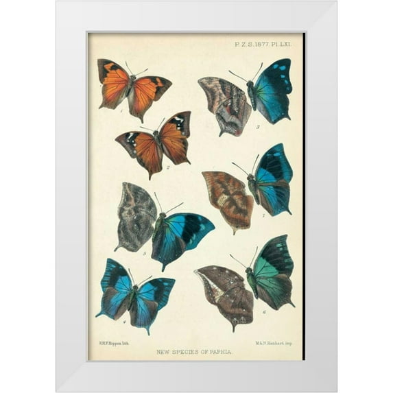 Rippon, Robert 17x24 White Modern Wood Framed Museum Art Print Titled - Butterflies, Paphia