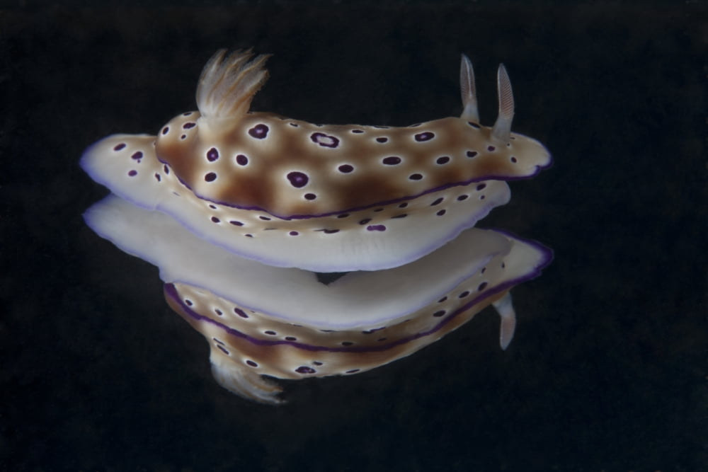 Risbecia tryoni nudibranch Beqa Lagoon Fiji Canvas Art - Terry MooreStocktrek Images (35 x 23)