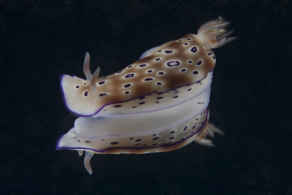 Risbecia tryoni nudibranch Beqa Lagoon Fiji Canvas Art - Terry MooreStocktrek Images (35 x 23)