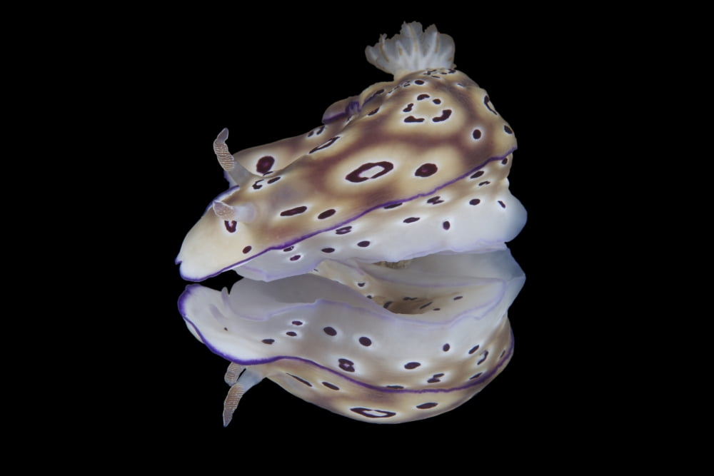 Risbecia tryoni nudibranch Beqa Lagoon Fiji Canvas Art - Terry MooreStocktrek Images (35 x 23)