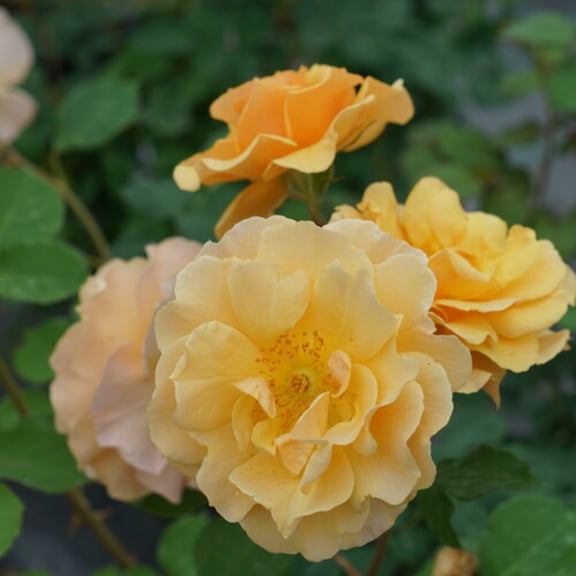 Mini Roses Plant