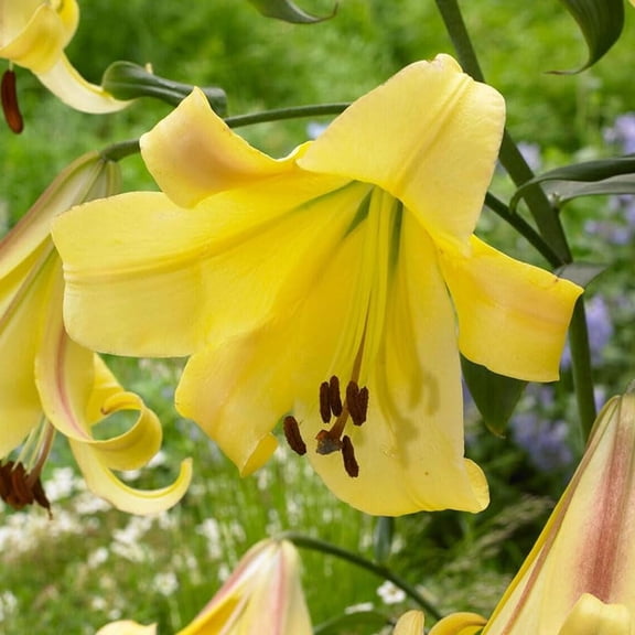 Rising Moon Orienpet Lily Flower Bulbs - 3 Lilies Per Pack - Live Flowering Plant - Fragrant Perennial - Attracts Butterflies and Hummingbirds - Good as Cut Flowers