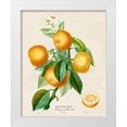 thumbnail image 1 of Risso, A. 15x18 White Modern Wood Framed Museum Art Print Titled - French Orange Botanical III, 1 of 4