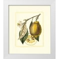 thumbnail image 1 of Risso, A. 20x23 White Modern Wood Framed Museum Art Print Titled - French Lemon Study II, 1 of 4