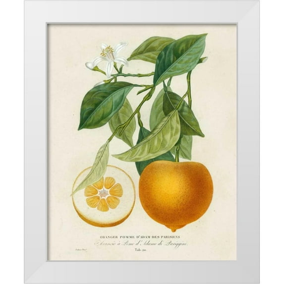 Risso, A. 20x24 White Modern Wood Framed Museum Art Print Titled - French Orange Botanical I
