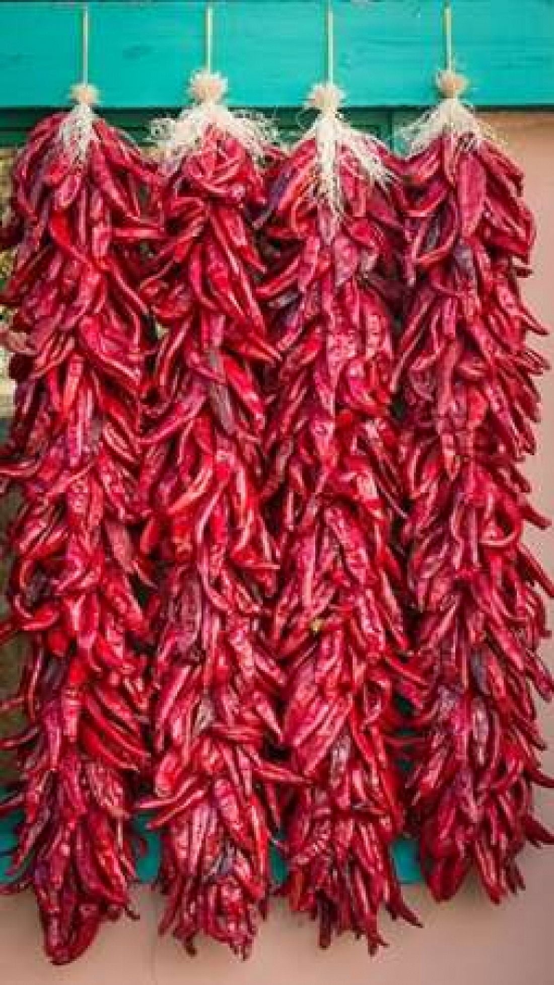 Ristras II Canvas Art - Kathy Mahan (24 x 36)