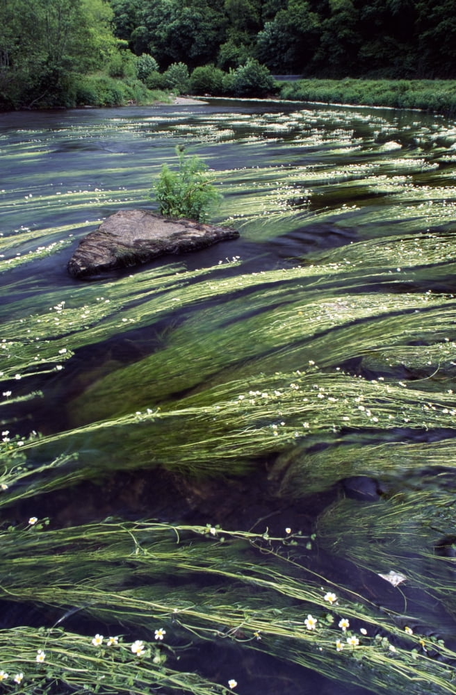 River Bandon County Cork Ireland Flowing River Water With Reeds Canvas Art - Richard Cummins Design Pics (24 x 38)