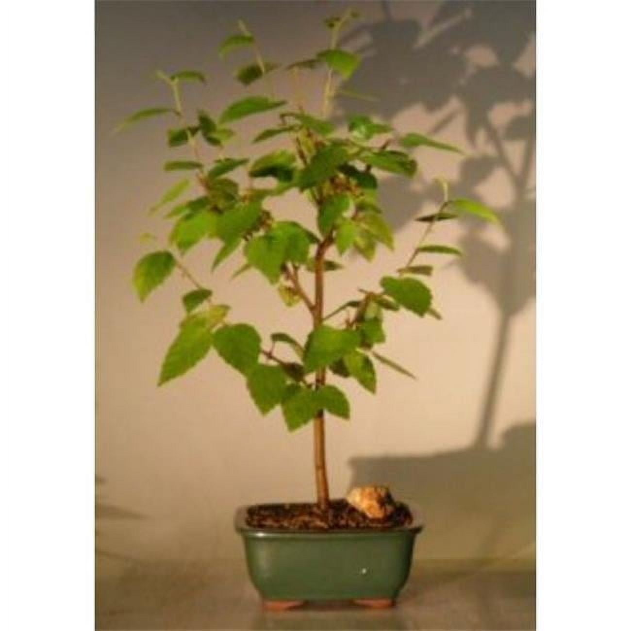14-16" River Birch Outdoor Deciduous Bonsai Tree