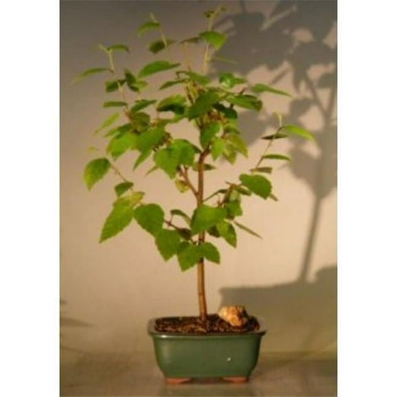 River Birch Tree - Betula Nigra