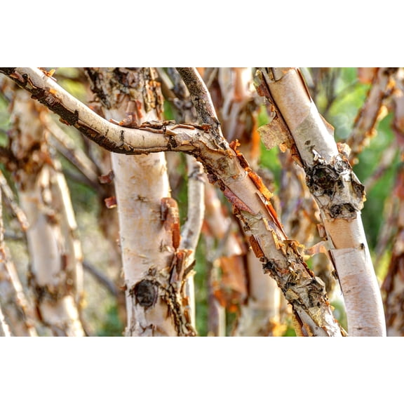 River Birch Tree Seedlings for Planting - Year Old Seedlings with Good Roots (1 Seedling)