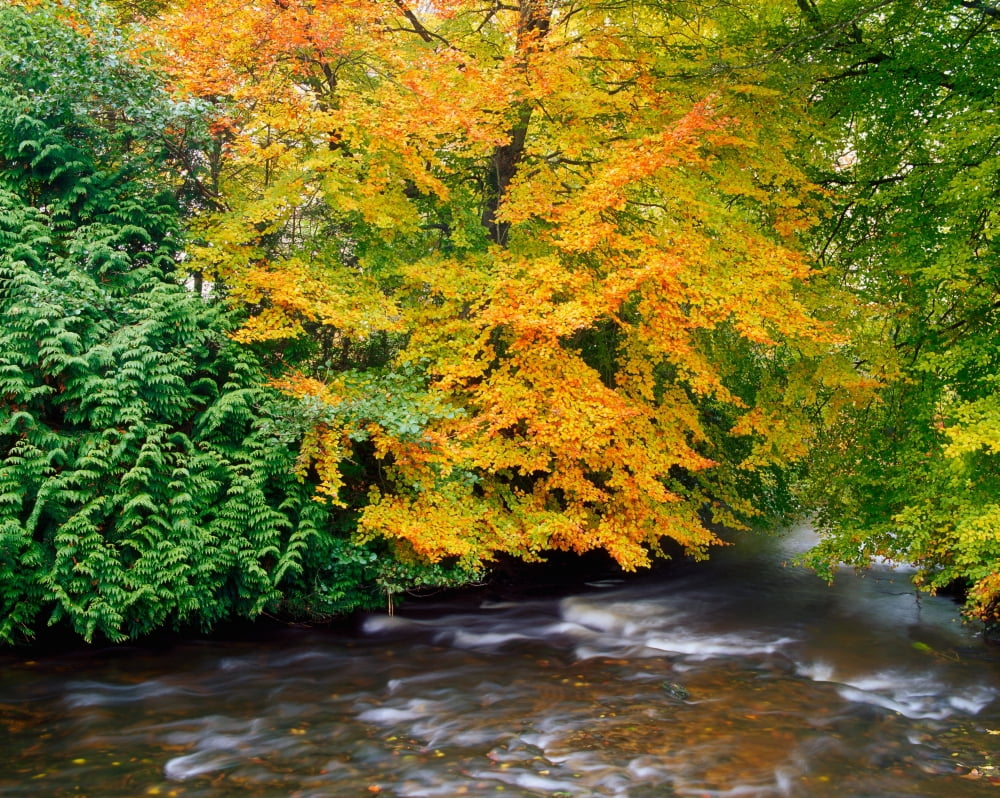 River Camcor In The Fall Co Offaly River Camcor Ireland Canvas Art - The Irish Image Collection Design Pics (17 x 13)