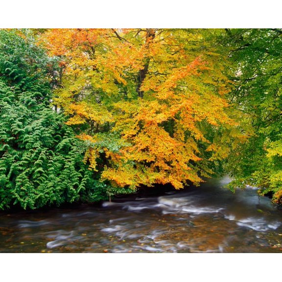 River Camcor In The Fall Co Offaly River Camcor Ireland Canvas Art - The Irish Image Collection Design Pics (34 x 26)