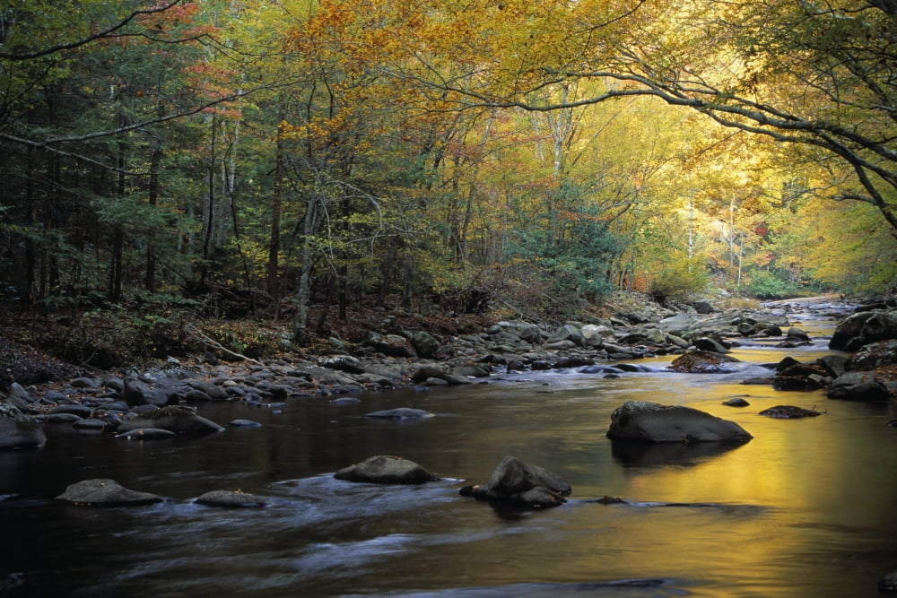 River Flowing Over Rocks Greenbrier Area Great Smoky Mountains National Park Tennessee Usa Canvas Art - Natural Selection Robert Cable  Design Pics (36 x 24)