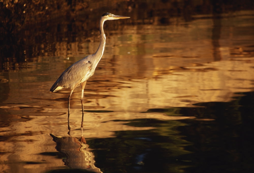River Liffey County Dublin Ireland Heron Wading In Water Canvas Art - Richard Cummins Design Pics (18 x 12)