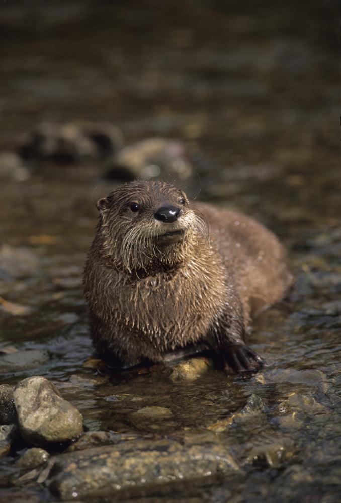 River Otter (Lutra Canadensis) Canvas Art - Rebecca Grambo Design Pics (24 x 34)