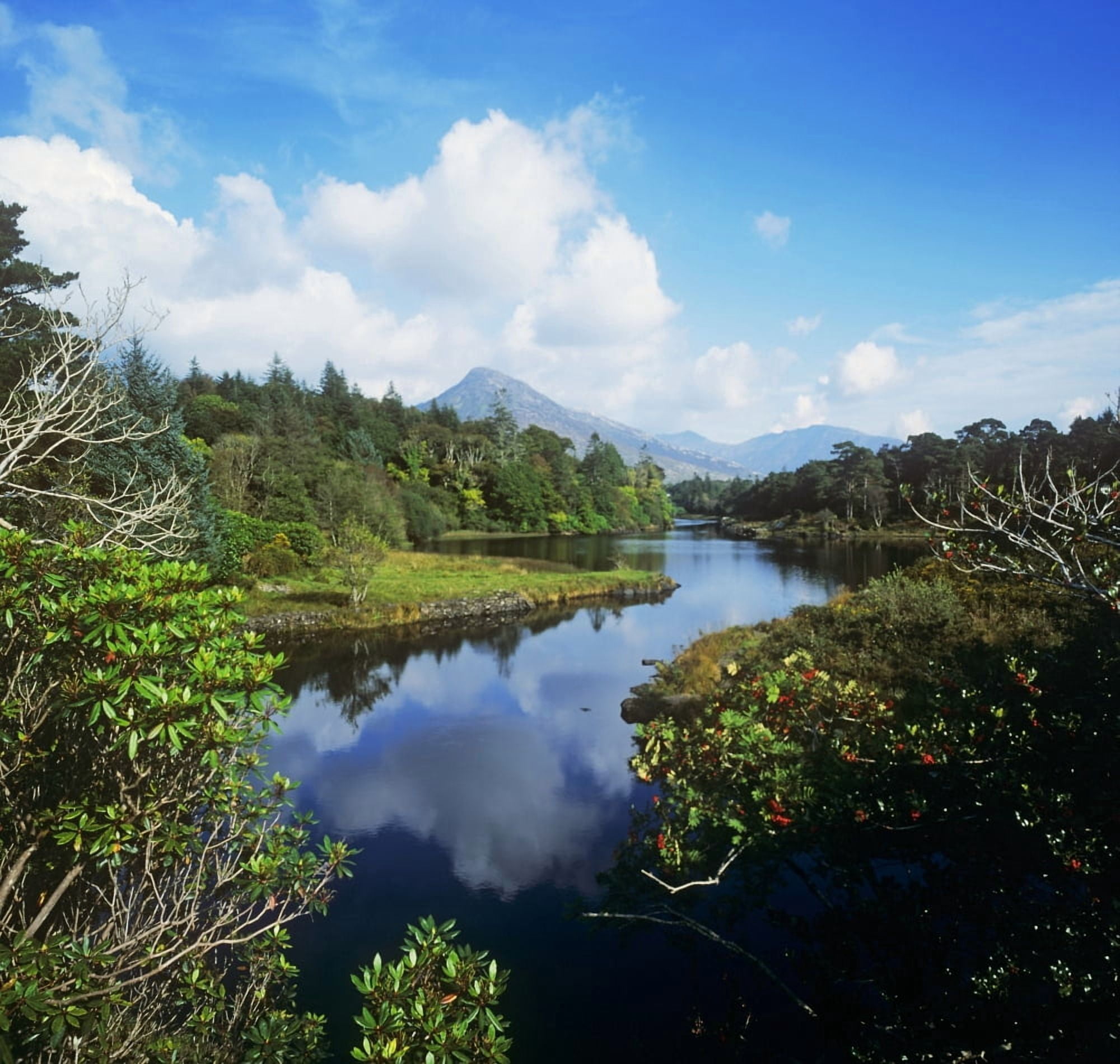 River Passing Through A Forest Connemara County Galway Republic Of Ireland Canvas Art - The Irish Image Collection Design Pics (28 x 26)