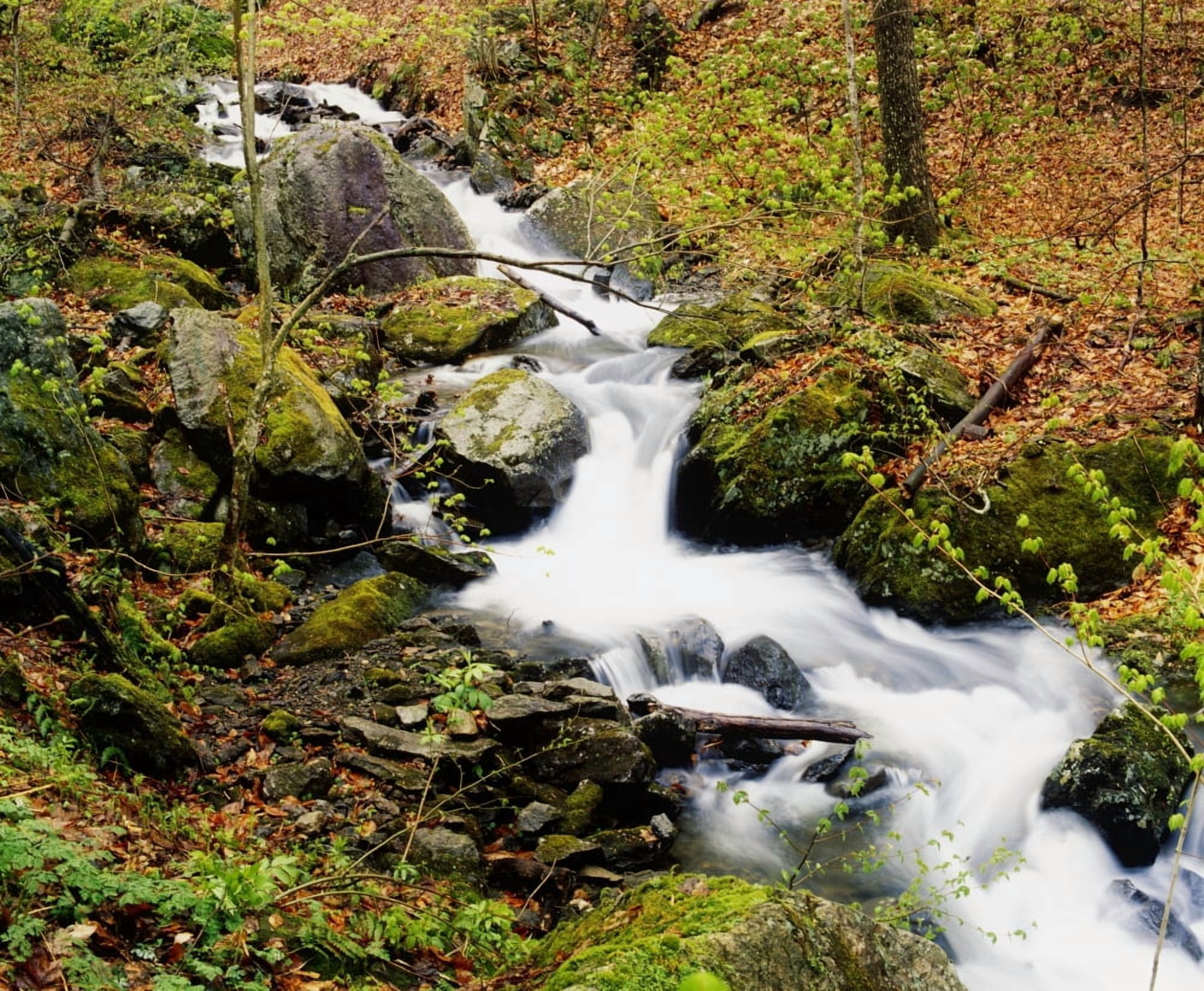 River With Fallen Autumn Leaves In The Forest Canvas Art - David Chapman Design Pics (16 x 13)