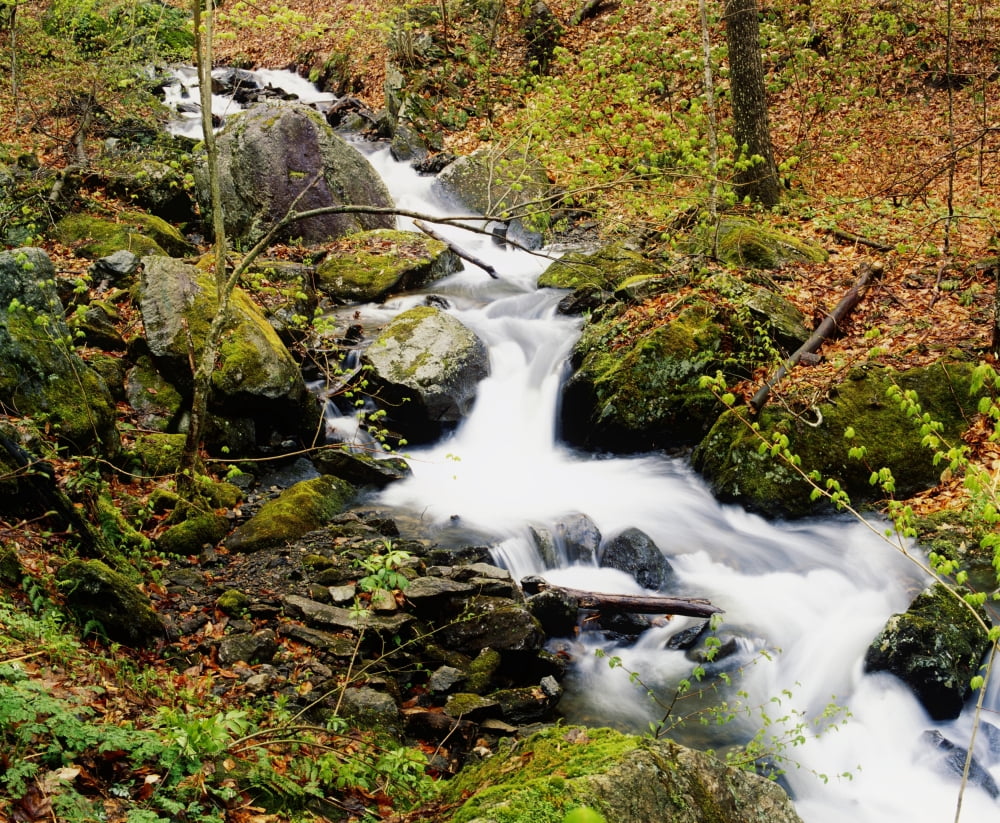River With Fallen Autumn Leaves In The Forest Canvas Art - David Chapman Design Pics (32 x 26)
