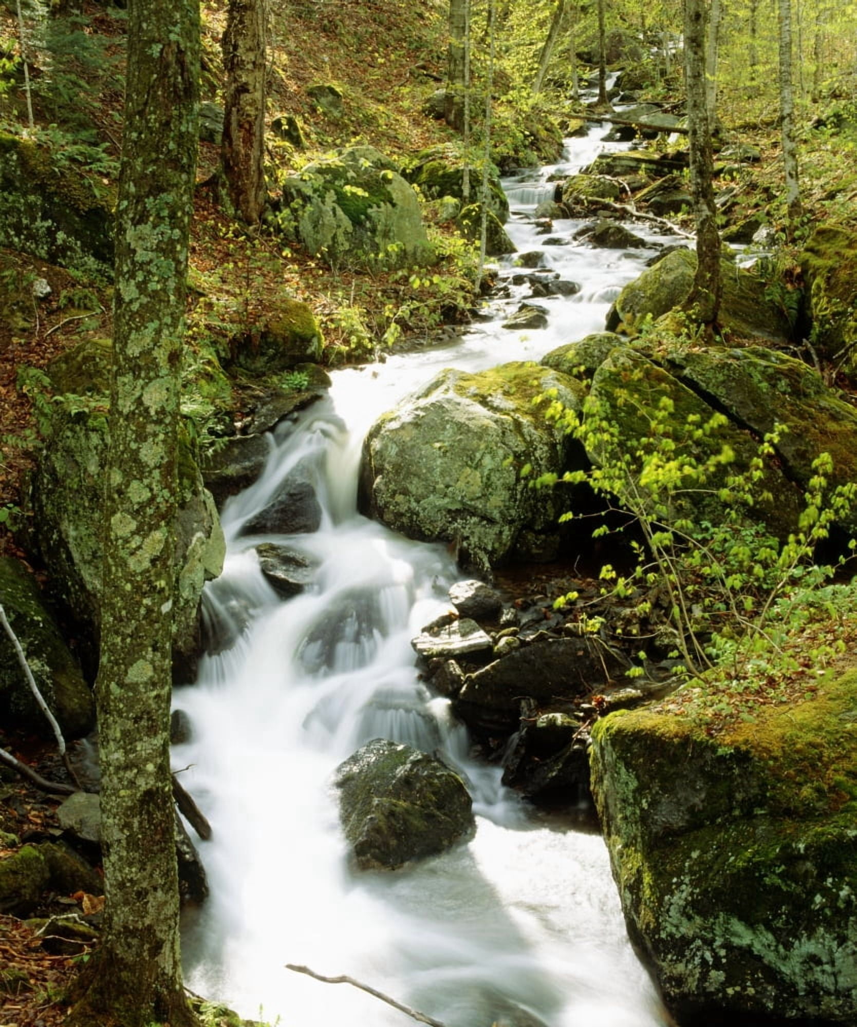 River With Trees In The Forest Canvas Art - David Chapman Design Pics (13 x 16)