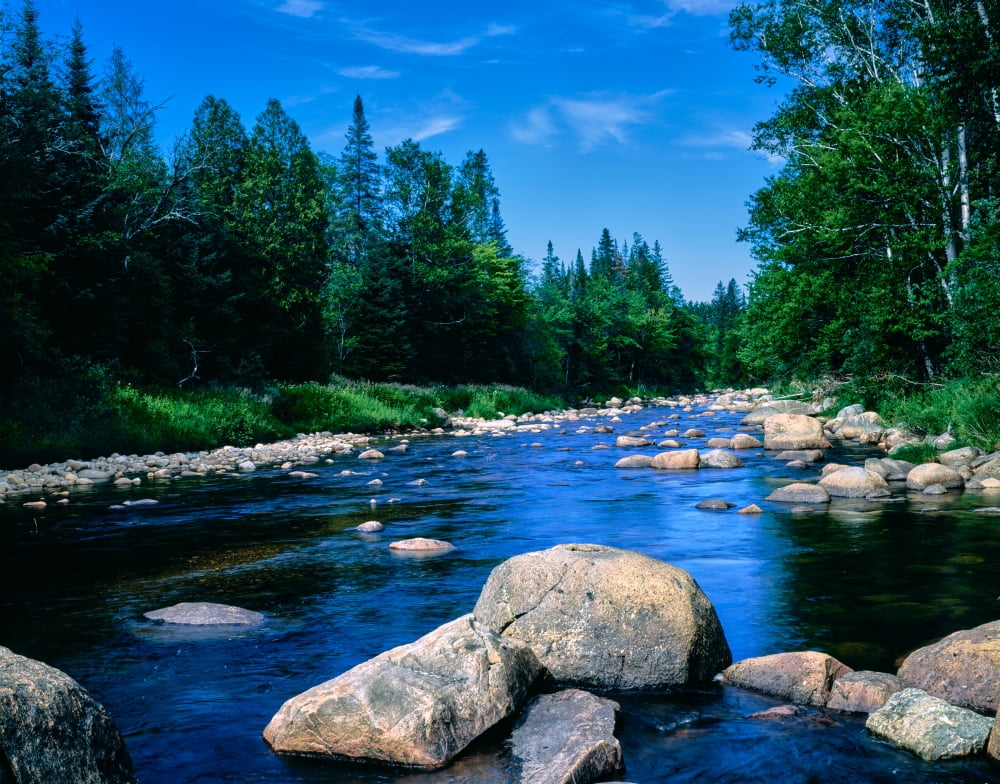 River flowing through a forest, Ausable River, Lake Placid, Adirondack