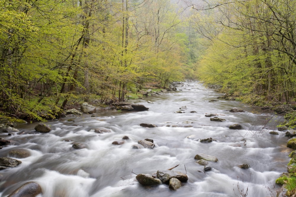 River flowing through a forest Middle Prong Little River Tremont Great Smoky Mountains National Park Tennessee USA Canvas Art - Panoramic Images (18 x 24)