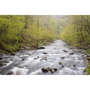 River flowing through a forest Middle Prong Little River Tremont Great Smoky Mountains National Park Tennessee USA Canvas Art - Panoramic Images 18 x 24
