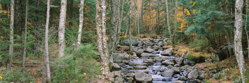 River flowing through a forest Adirondack Mountains New York State USA Canvas Art - Panoramic Images (27 x 9)