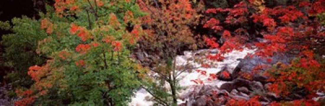 River flowing through a forest Ausable River Adirondack Mountains Wilmington Essex County New York State USA Canvas Art - Panoramic Images (18 x 6)