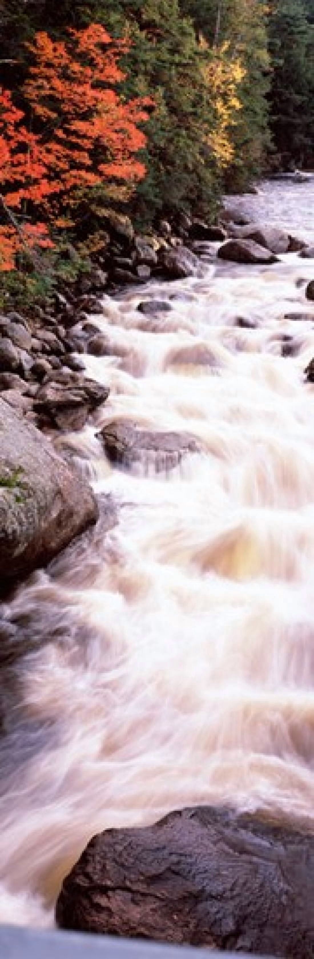 River flowing through a forest Ausable River Adirondack Mountains Wilmington Essex County New York State USA Canvas Art - Panoramic Images (36 x 12)