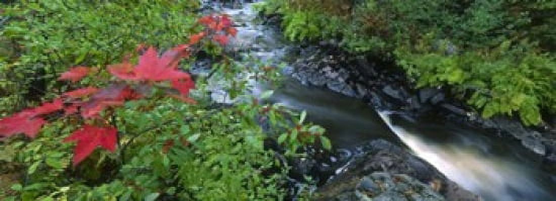 River flowing through a forest Black River Upper Peninsula Michigan USA Canvas Art - Panoramic Images (18 x 7)