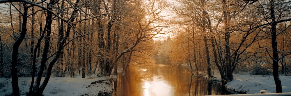 River flowing through a forest Canvas Art - Panoramic Images (36 x 12)
