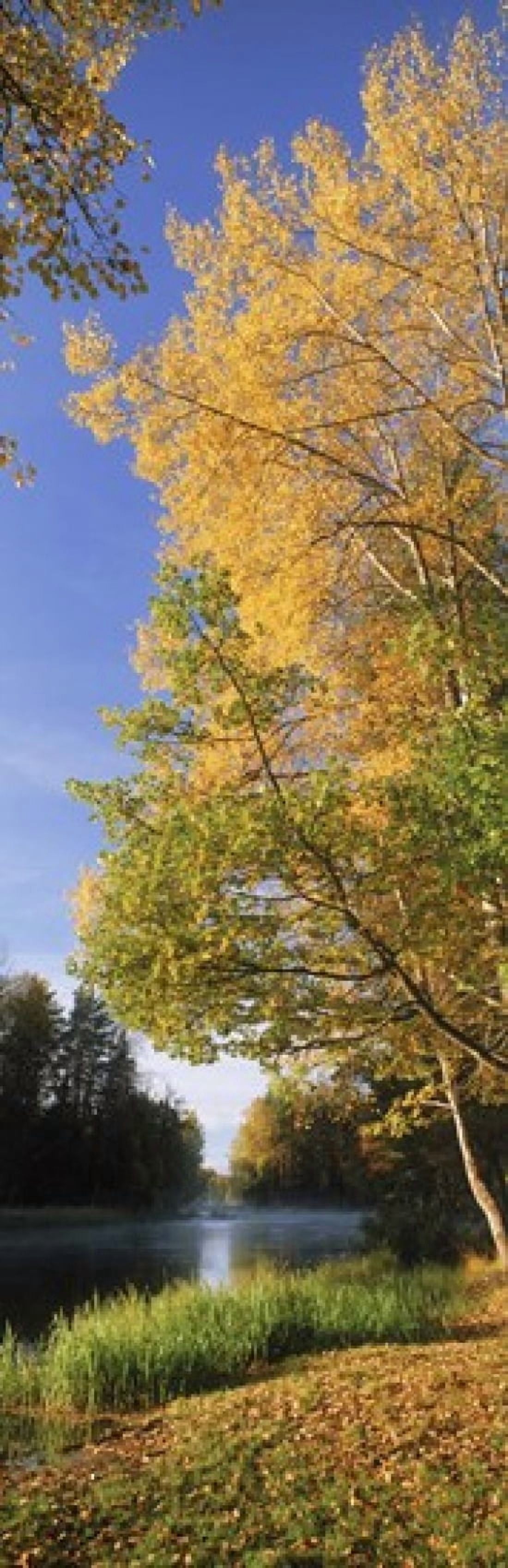 River flowing through a forest Dal River Sweden Canvas Art - Panoramic Images (36 x 12)