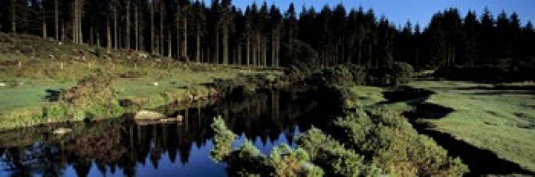 River flowing through a forest East Dart River Dartmoor Devon England Canvas Art - Panoramic Images (18 x 6)