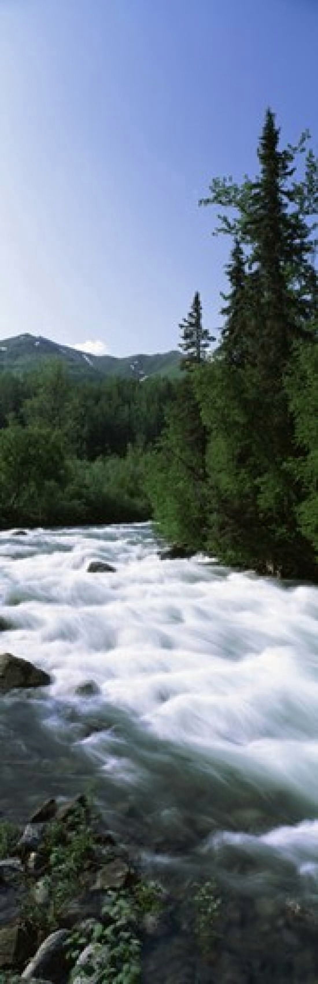 River flowing through a forest Little Susitna River Hatcher Pass Talkeetna Mountains Alaska USA Canvas Art - Panoramic Images (18 x 6)